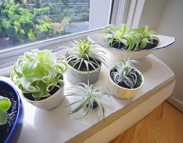 A selection fo air plants on the window sill