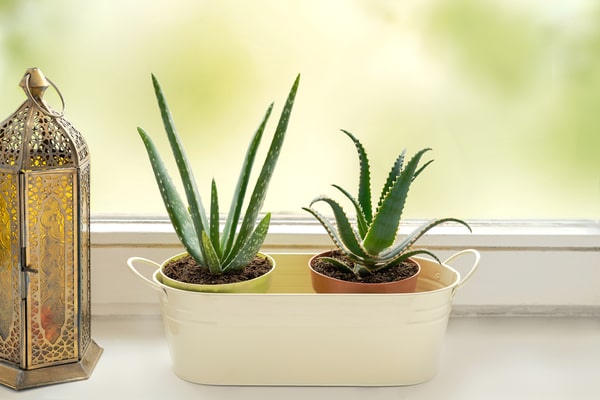 Photo of a couple of small Aloe Vera plants on the window sill