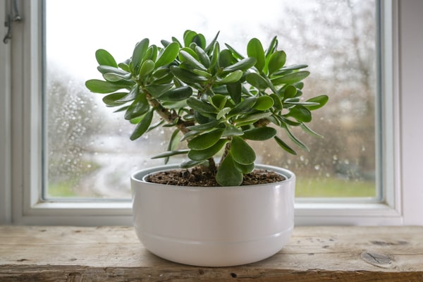 Photo of a Jade plant in a white pot on a window sill
