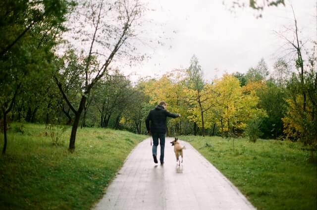 A german shepherd on a walk through the park