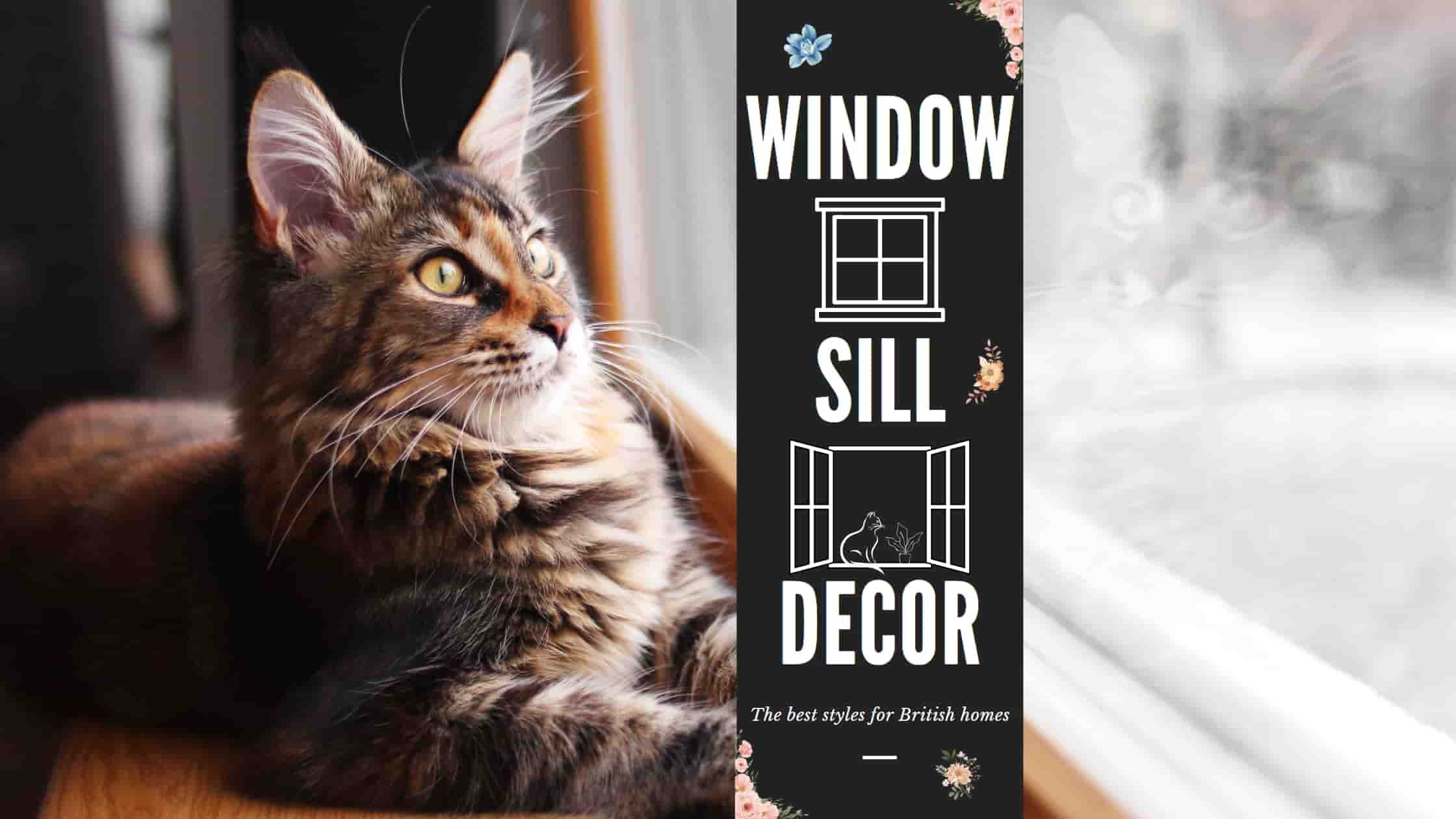 Kitten on a window sill