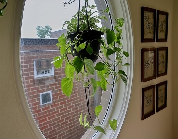 Photograph of a Pothos vine hung from the ceiling above the window sill.