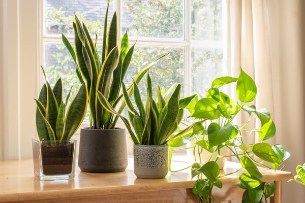 Photograph of snake plants in the sunlight by a window 