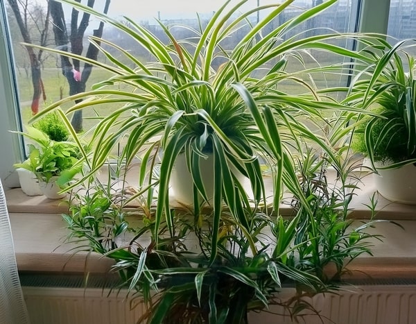 A large spider plant covering the window sill