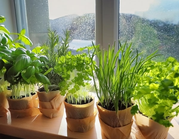 Various herbs being grown on the window sill