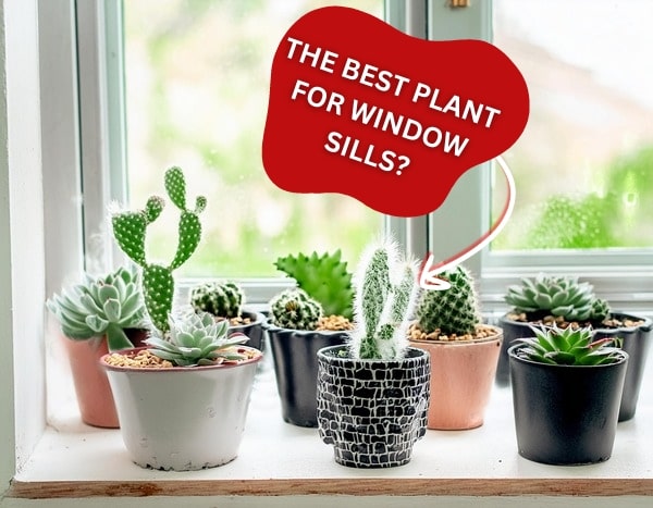 Cacti plants on a window sill